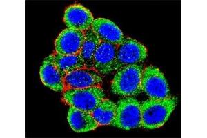 Confocal immunofluorescent analysis of PML antibody with HeLa cells followed by Alexa Fluor 488-conjugated goat anti-rabbit lgG (green). (PML 抗体  (Sumoylation Site))