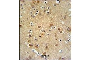 GMFG Antibody (C-term) (ABIN652407 and ABIN2841991) IHC analysis in formalin fixed and paraffin embedded brain tissue followed by peroxidase conjugation of the secondary antibody and DAB staining. (GMFG 抗体  (C-Term))