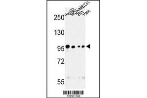 Western blot analysis of MASTL Antibody in HepG2, MDA-MB231, 293, Hela cell line lysates (35ug/lane) (MASTL 抗体)