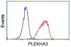 Image no. 2 for anti-Pleckstrin Homology Domain Containing Family A3 (PLEKHA3) antibody (ABIN1500273) (PLEKHA3 抗体)
