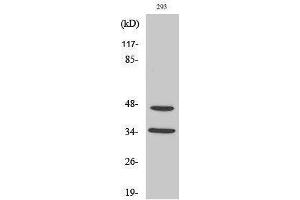 Western Blotting (WB) image for anti-Forkhead Box B1/2 (FOXB1/2) (Internal Region) antibody (ABIN3184650) (FOXB1/2 抗体  (Internal Region))