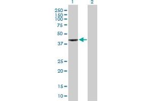 Western Blot analysis of WDR34 expression in transfected 293T cell line by WDR34 MaxPab polyclonal antibody. (WDR34 抗体  (AA 1-419))