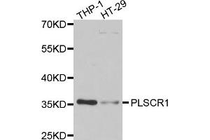 Western blot analysis of extracts of various cell lines, using PLSCR1 antibody (ABIN5974037) at 1/1000 dilution. (PLSCR1 抗体)