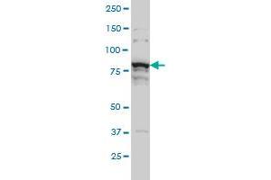THNSL1 monoclonal antibody (M08), clone 6B1 Western Blot analysis of THNSL1 expression in Hela S3 NE . (THNSL1 抗体  (AA 151-250))