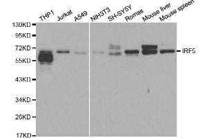 Western blot analysis of extracts of various cell lines, using IRF5 antibody. (IRF5 抗体  (AA 1-200))