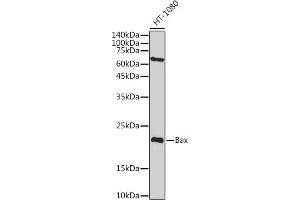 Western blot analysis of extracts of HT-1080 cells, using Bax antibody  at 1:2000 dilution. (BAX 抗体)