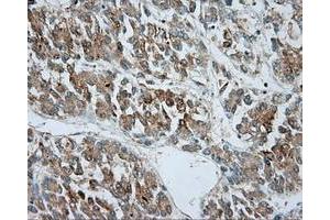 Immunohistochemical staining of paraffin-embedded pancreas tissue using anti-SRR mouse monoclonal antibody. (SRR 抗体)