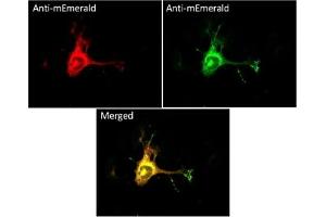 Immunofluorescence (IF) image for anti-mEmerald Fluorescent Protein antibody (ABIN7273073) (mEmerald Fluorescent Protein 抗体)