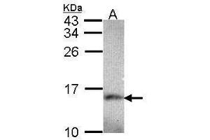 WB Image Sample (30 ug of whole cell lysate) A: Hep G2 , 15% SDS PAGE antibody diluted at 1:1000 (NDUFA5 抗体  (full length))