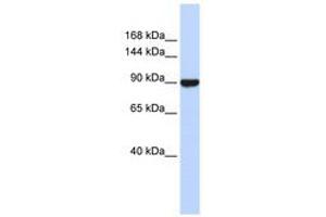 Image no. 1 for anti-Advillin (AVIL) (C-Term) antibody (ABIN6740558) (Advillin 抗体  (C-Term))