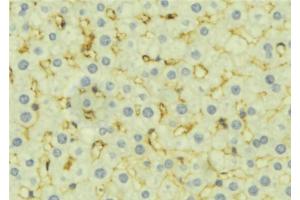 ABIN6277276 at 1/100 staining Mouse liver tissue by IHC-P. (DIABLO 抗体  (C-Term))