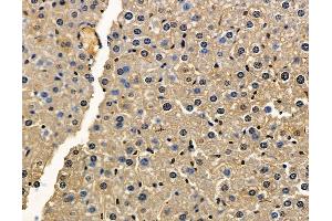 ABIN7096940 and ABIN7101006 at 1/100 staining mouse liver tissue by IHC-P. (TMEM63B 抗体)