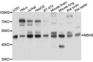 Western blot analysis of extracts of various cells, using PRKAR1B antibody. (PRKAR1B 抗体)
