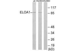 Western Blotting (WB) image for anti-Transcription Elongation Factor B (SIII), Polypeptide 3 (110kDa, Elongin A) (TCEB3) (Internal Region) antibody (ABIN1850428)