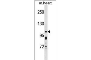 KCNQ5 Antibody (C-term) (ABIN1537595 and ABIN2848470) western blot analysis in mouse heart tissue lysates (35 μg/lane). (KCNQ5 抗体  (C-Term))