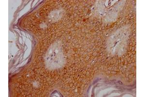Immunohistochemistry (IHC) image for anti-Olfactory Receptor, Family 6, Subfamily B, Member 3 (OR6B3) (AA 259-272) antibody (ABIN7140024)