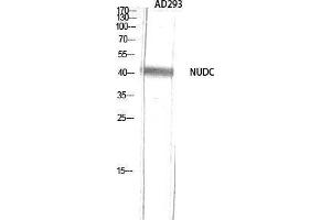 Western Blotting (WB) image for anti-NUDC (Tyr577) antibody (ABIN3176419) (NUDC 抗体  (Tyr577))