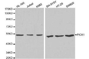 Western blot analysis of extracts of various cell lines, using PICK1 antibody. (PICK1 抗体  (AA 260-360))