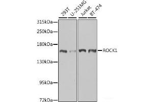 Western blot analysis of extracts of various cell lines using ROCK1 Polyclonal Antibody at dilution of 1:1000. (ROCK1 抗体)