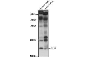 Western blot analysis of extracts of various cell lines, using ENSA antibody (ABIN7266947) at 1:1000 dilution. (Ensa 抗体  (AA 1-100))