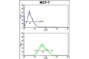 COX5A Antibody (Center) (ABIN653099 and ABIN2842690) FC analysis of MCF-7cells (bottom histogram) compared to a negative control cell (top histogram). (COX5A 抗体  (AA 46-73))