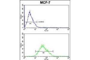 COX5A Antibody (Center) (ABIN653099 and ABIN2842690) FC analysis of MCF-7cells (bottom histogram) compared to a negative control cell (top histogram). (COX5A 抗体  (AA 46-73))