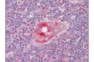 Image no. 3 for anti-Regulator of G-Protein Signaling 1 (RGS1) (C-Term) antibody (ABIN374207) (RGS1 抗体  (C-Term))