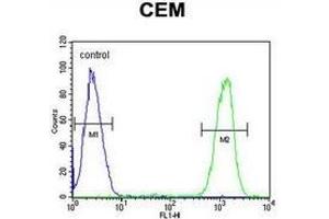 Flow cytometric analysis of CEM cells (right histogram) compared to a negative control cell (left histogram) using IKZF1/IKAROS Antibody (C-term), followed by FITC-conjugated goat-anti-rabbit secondary antibodies. (IKZF1 抗体  (C-Term))