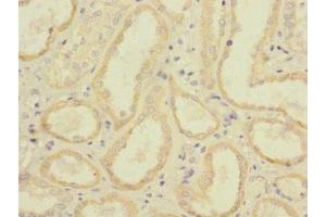 Immunohistochemistry of paraffin-embedded human kidney tissue using ABIN7158546 at dilution of 1:100 (FCGR2C 抗体  (AA 43-223))