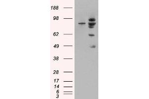 HEK293 overexpressing MDM2 (ABIN5451314) and probed with ABIN185508 (mock transfection in first lane). (MDM2 抗体  (Internal Region))