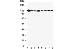 Western blot testing of Vinculin antibody and Lane 1:  rat heart;  2: rat brain;  3: rat liver;  4: U87;  5: SMMC-7721;  6: HEPA;  7: HeLa;  8: HT1080 cell lysate (Vinculin 抗体  (AA 173-188))
