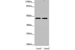 Western blot All lanes: ZDHHC16 antibody at 0. (ZDHHC16 抗体  (AA 288-377))