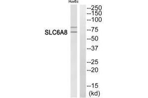 Western Blotting (WB) image for anti-Solute Carrier Family 6 (Neurotransmitter Transporter, Creatine), Member 8 (SLC6A8) (C-Term) antibody (ABIN7180251)