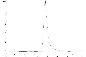 The purity of Human LIF is greater than 95 % as determined by SEC-HPLC. (LIF Protein (AA 23-202))