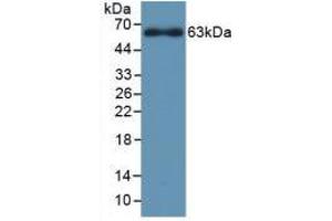 Western blot analysis of recombinant Rat CYP1A1. (CYP1A1 抗体  (AA 251-521))