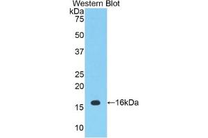 Detection of Recombinant PTGS2, Mouse using Polyclonal Antibody to Cyclooxygenase-2 (COX 2) (PTGS2 抗体  (AA 240-351))