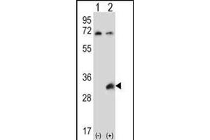 Western blot analysis of TSSK6 (arrow) using rabbit polyclonal TSSK6 Antibody (C-term) (ABIN656396 and ABIN2845691). (TSSK6 抗体  (C-Term))