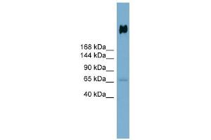 DMBT1 antibody used at 1 ug/ml to detect target protein. (DMBT1 抗体  (N-Term))