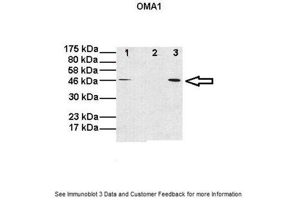 OMA1 抗体  (Middle Region)