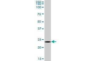 MS4A12 MaxPab polyclonal antibody. (MS4A12 抗体  (AA 1-267))