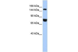 WB Suggested Anti-EEA1 Antibody Titration: 0. (EEA1 抗体  (Middle Region))