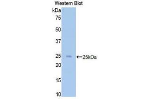 Western Blotting (WB) image for anti-CD40 Ligand (CD40LG) (AA 48-244) antibody (ABIN3209276) (CD40 Ligand 抗体  (AA 48-244))