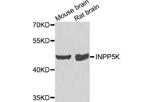 Western blot analysis of extracts of various cell lines, using INPP5K antibody (ABIN5975191) at 1/1000 dilution. (INPP5K 抗体)