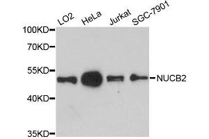 Western blot analysis of extracts of various cell lines, using NUCB2 antibody. (NUCB2 抗体  (AA 321-420))