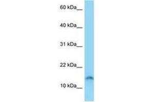 Image no. 1 for anti-Sperm Acrosome Associated Protein 4 (SPACA4) (AA 39-88) antibody (ABIN6748158) (SPACA4 抗体  (AA 39-88))