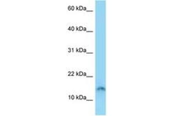 SPACA4 antibody  (AA 39-88)