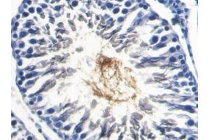 DAB staining on IHC-P; Samples: Rat Testis Tissue (SPA17 抗体  (AA 1-140))