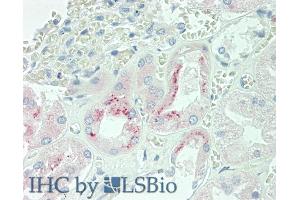 Detection of EPO in Human Kidney Tissue using Polyclonal Antibody to Erythropoietin (EPO) (EPO 抗体  (AA 28-193))