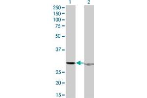 Western Blot analysis of HMGB1 expression in transfected 293T cell line by HMGB1 monoclonal antibody (M06), clone 1D9. (HMGB1 抗体  (AA 1-215))