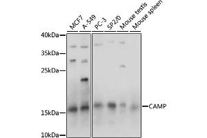 Western blot analysis of extracts of various cell lines, using CAMP antibody (ABIN7266146) at 1:1000 dilution.